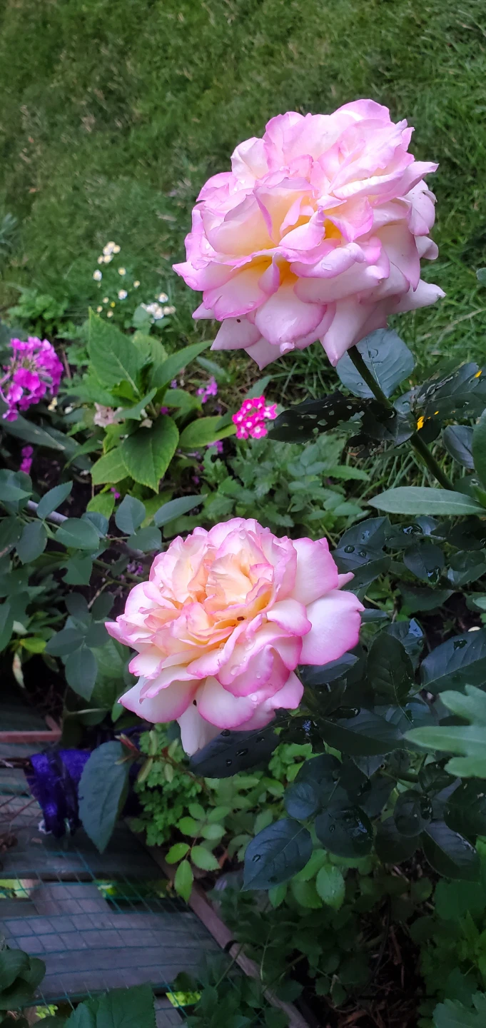 Cherry Parfait, Grandiflora Rose - photo 3