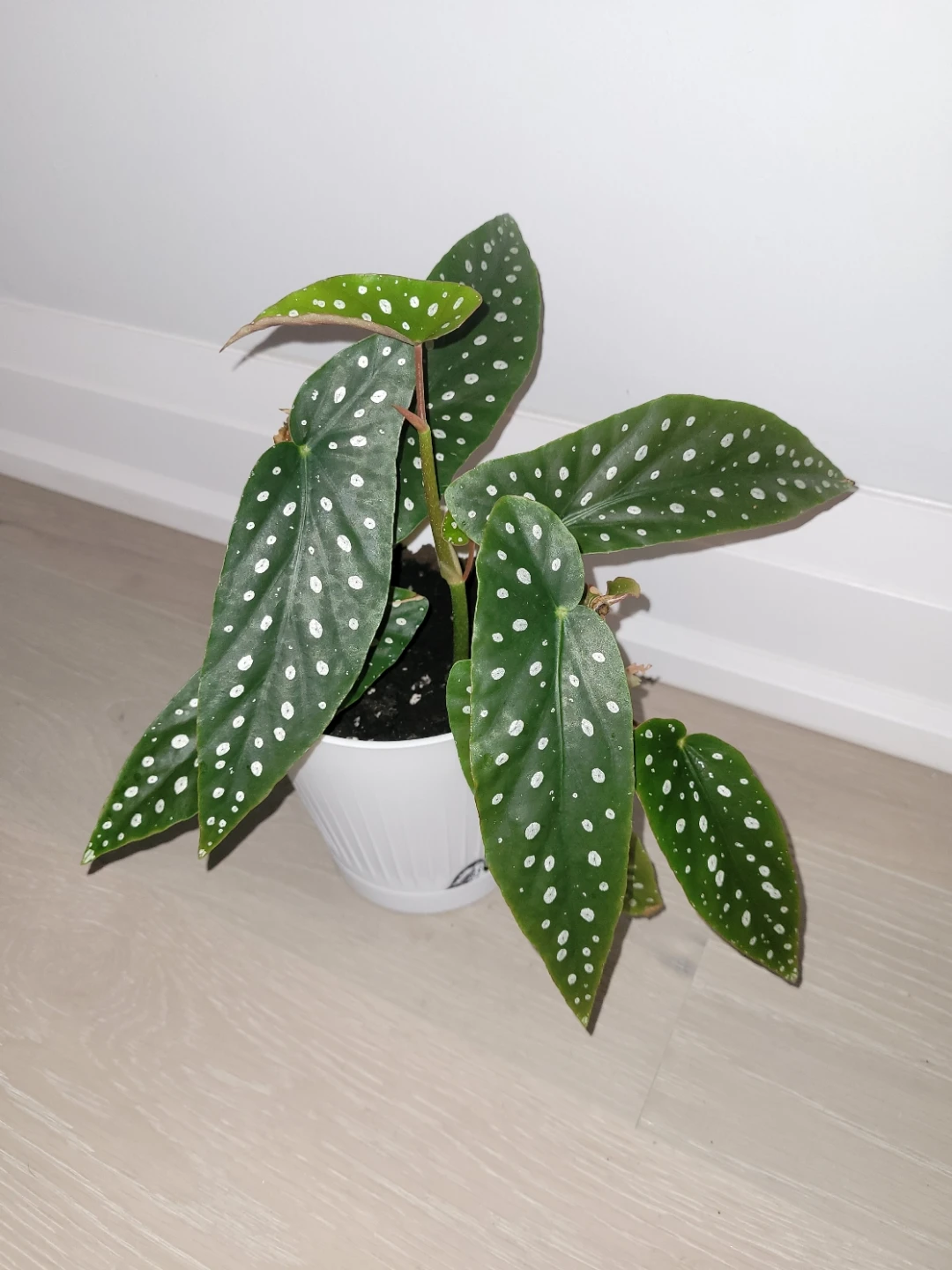 Polka Dot Begonia