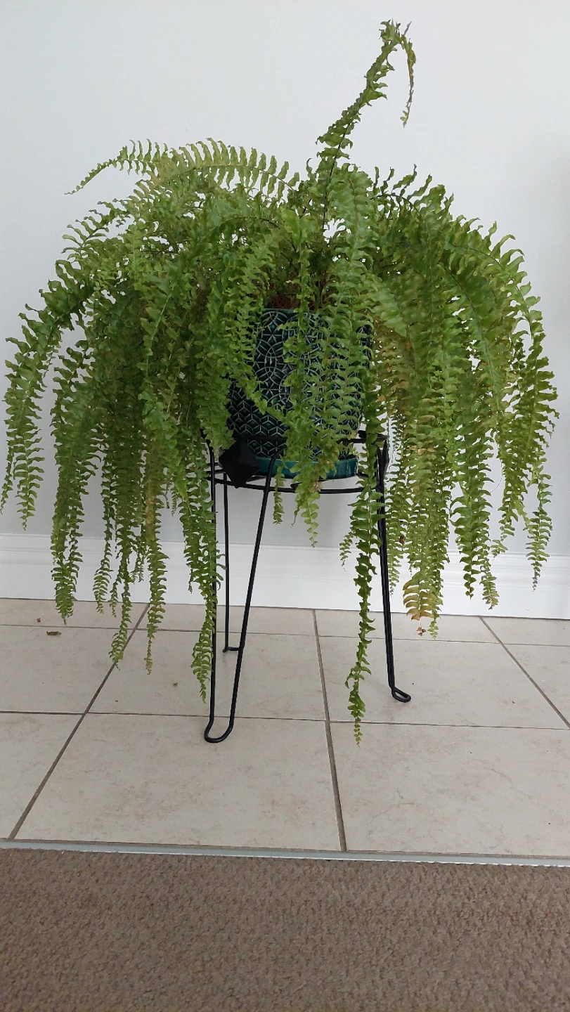 3 Plants with Stands & Planter - photo 5