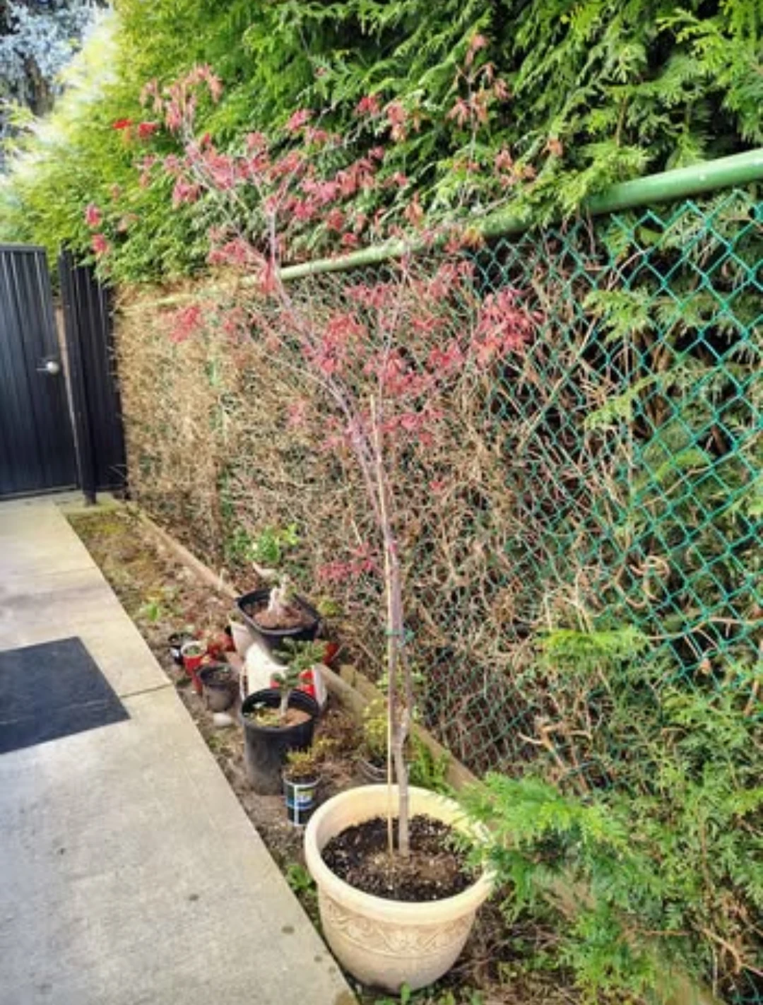 Emperor Japanese Maple Tree – 5'8" Tall - photo 2