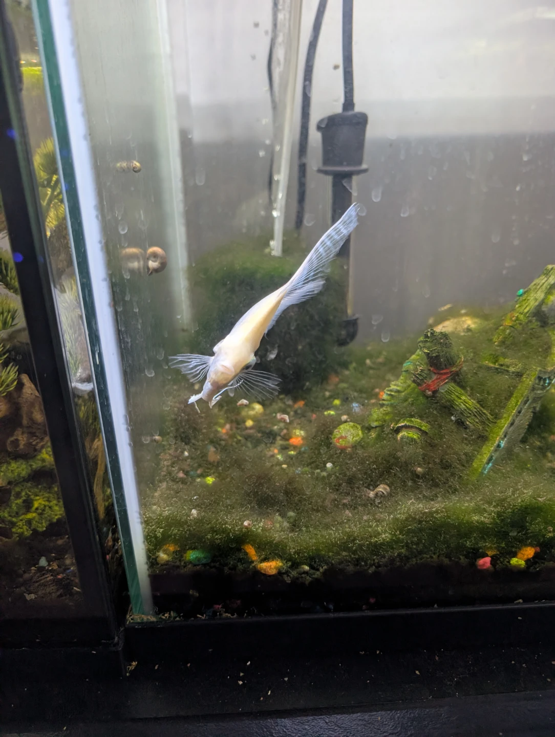Angel fish