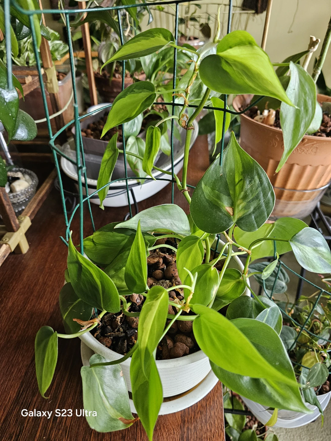 Potted Heartleaf Philodendron Plant