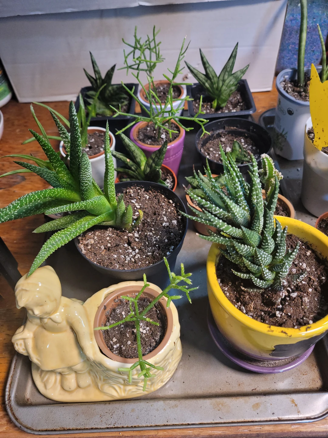 Succulents