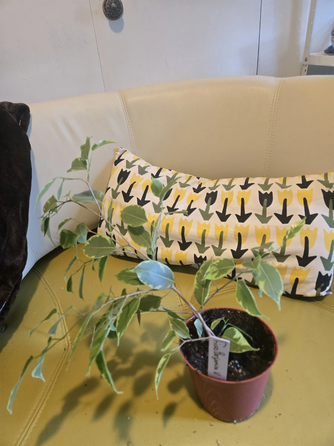 Variegated house plants - photo 4