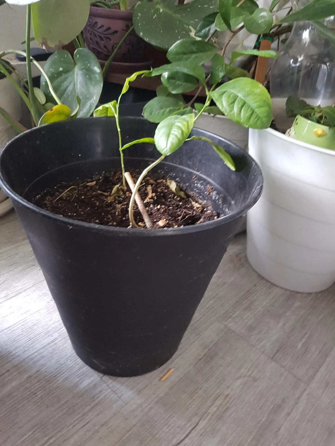 Lemon Tree Plant in Black Pot - photo 2