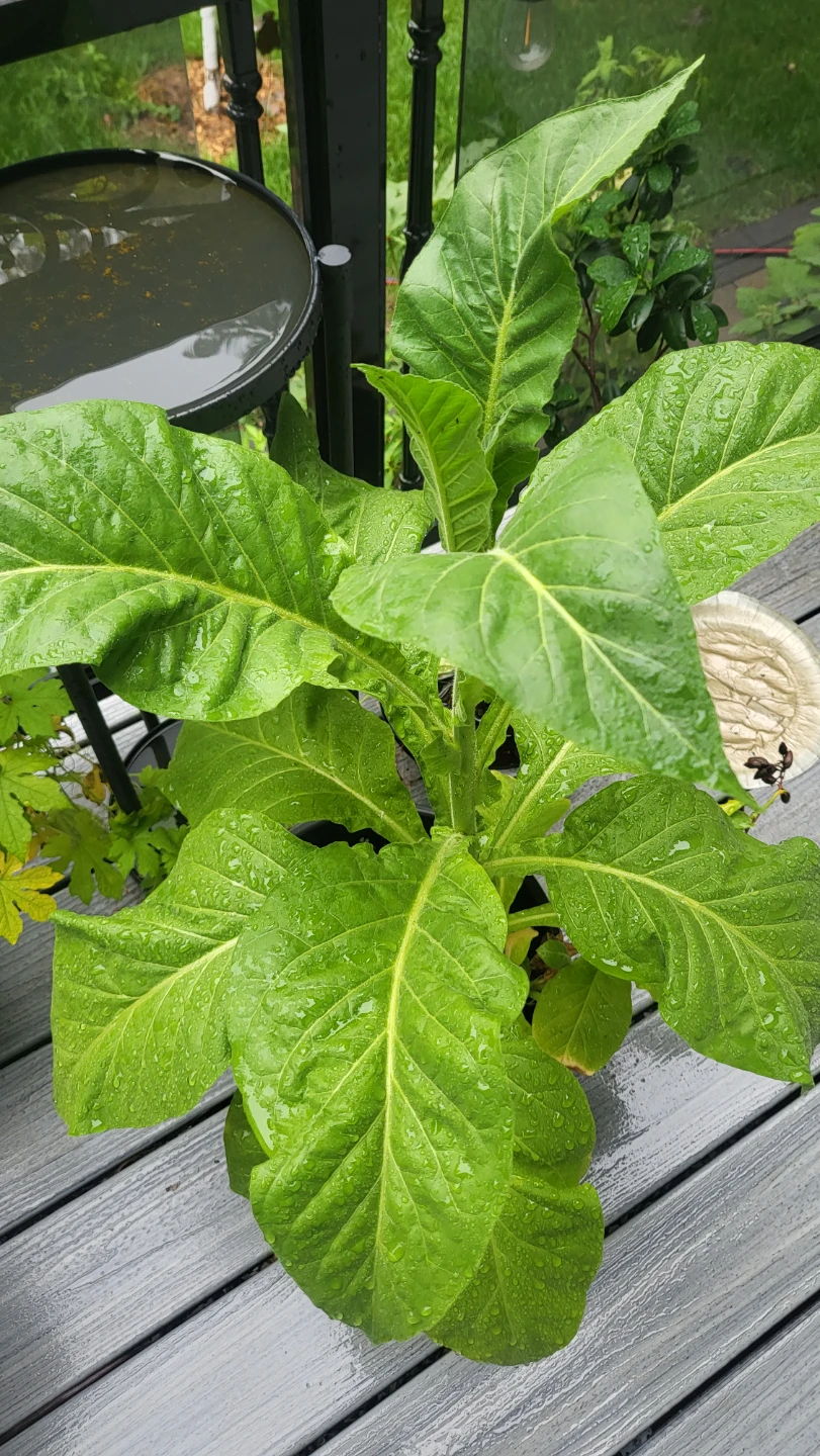Live Tobacco Plant 30" high - photo 2