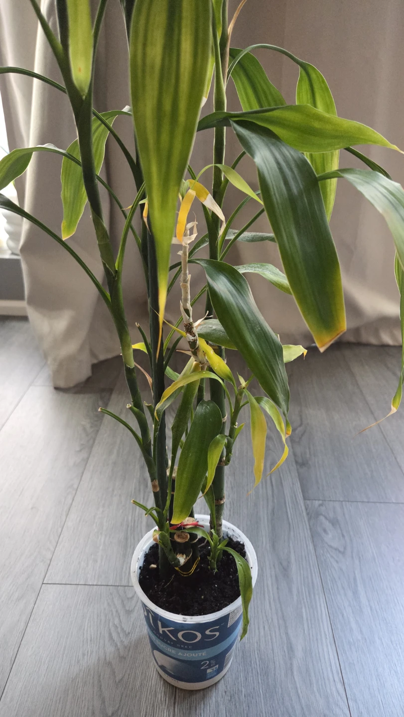 Lucky Bamboo Plant - photo 3