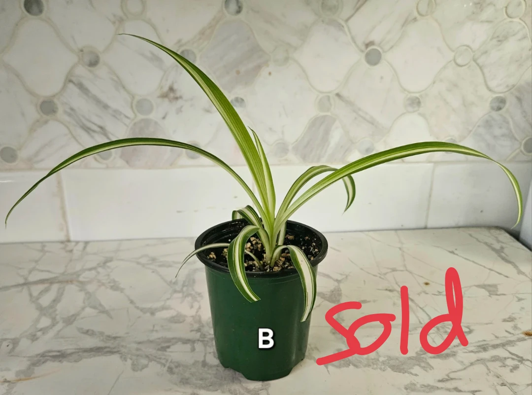 Spider Plants - photo 4