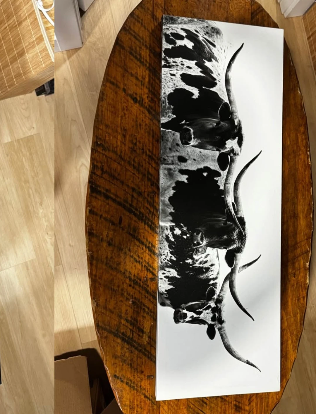 Canvas Wall Art Print of Longhorn Cattle