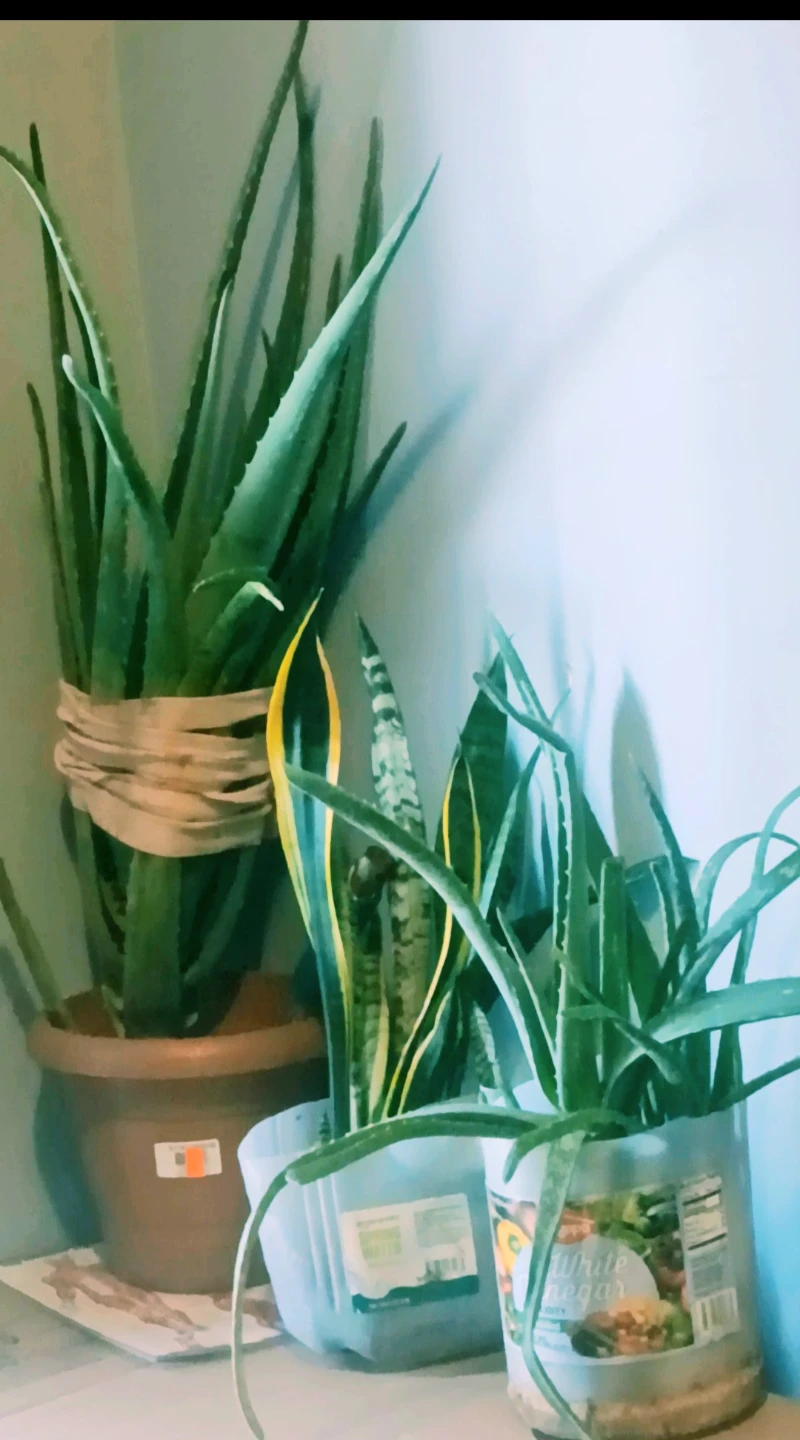 Aloe Vera or Snake Plant etc.. $45-$85 each - photo 4
