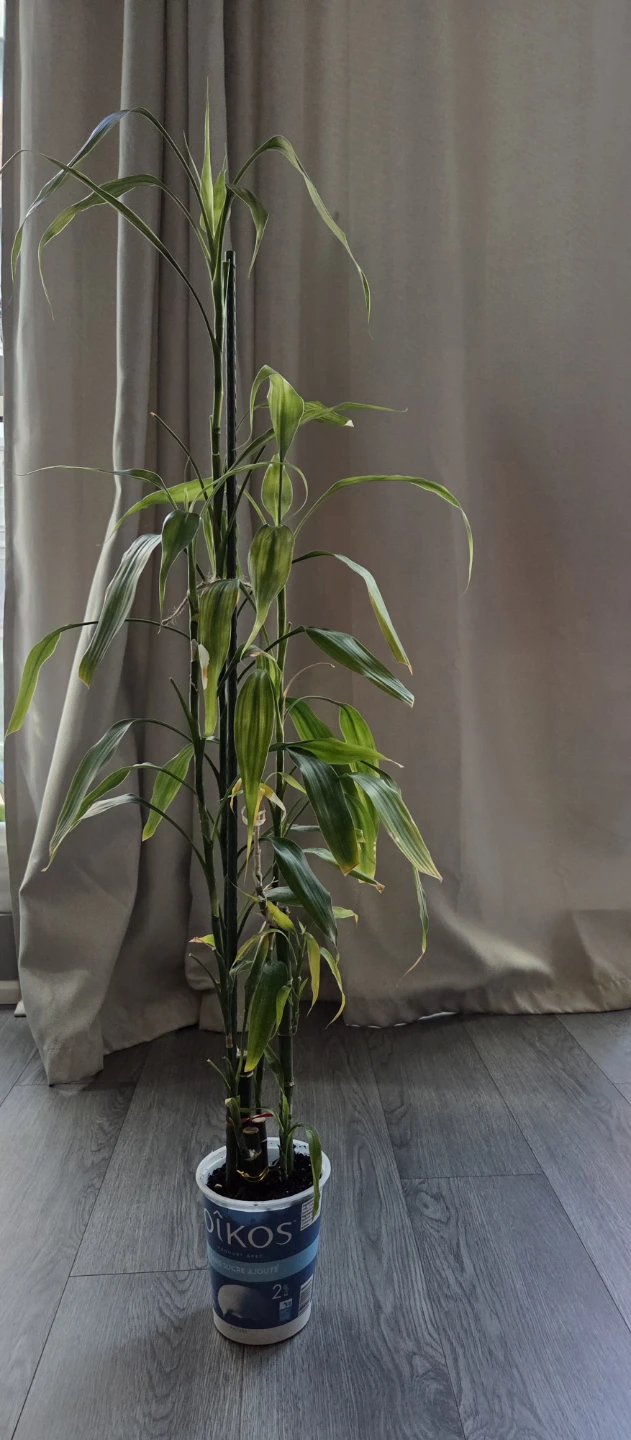 Lucky Bamboo Plant