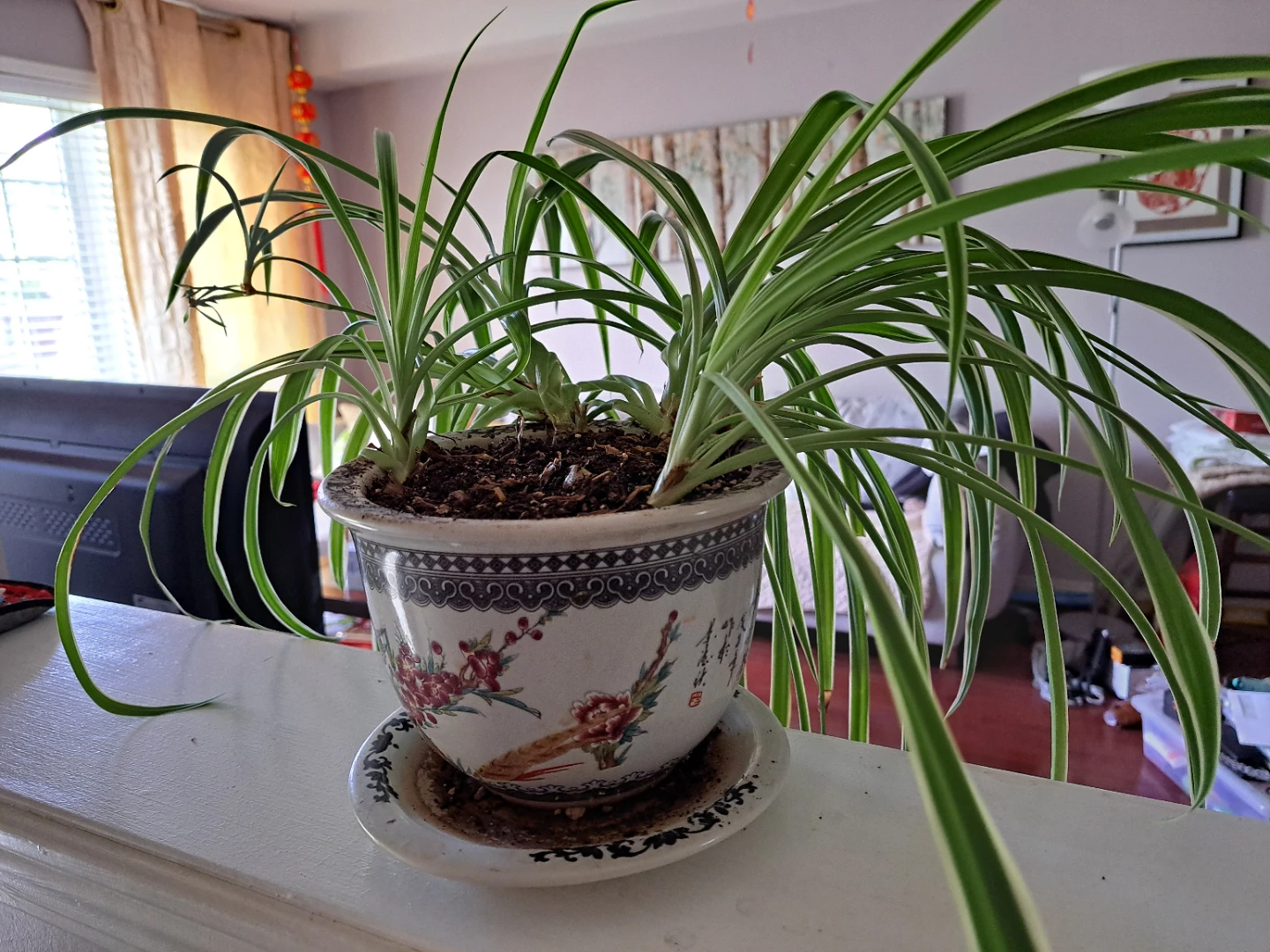 Spider Plant in Decorative Pot - photo 2