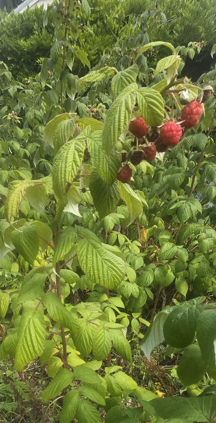 Raspberry Bush and Lemon balm bush FREE DELIVERY - photo 4