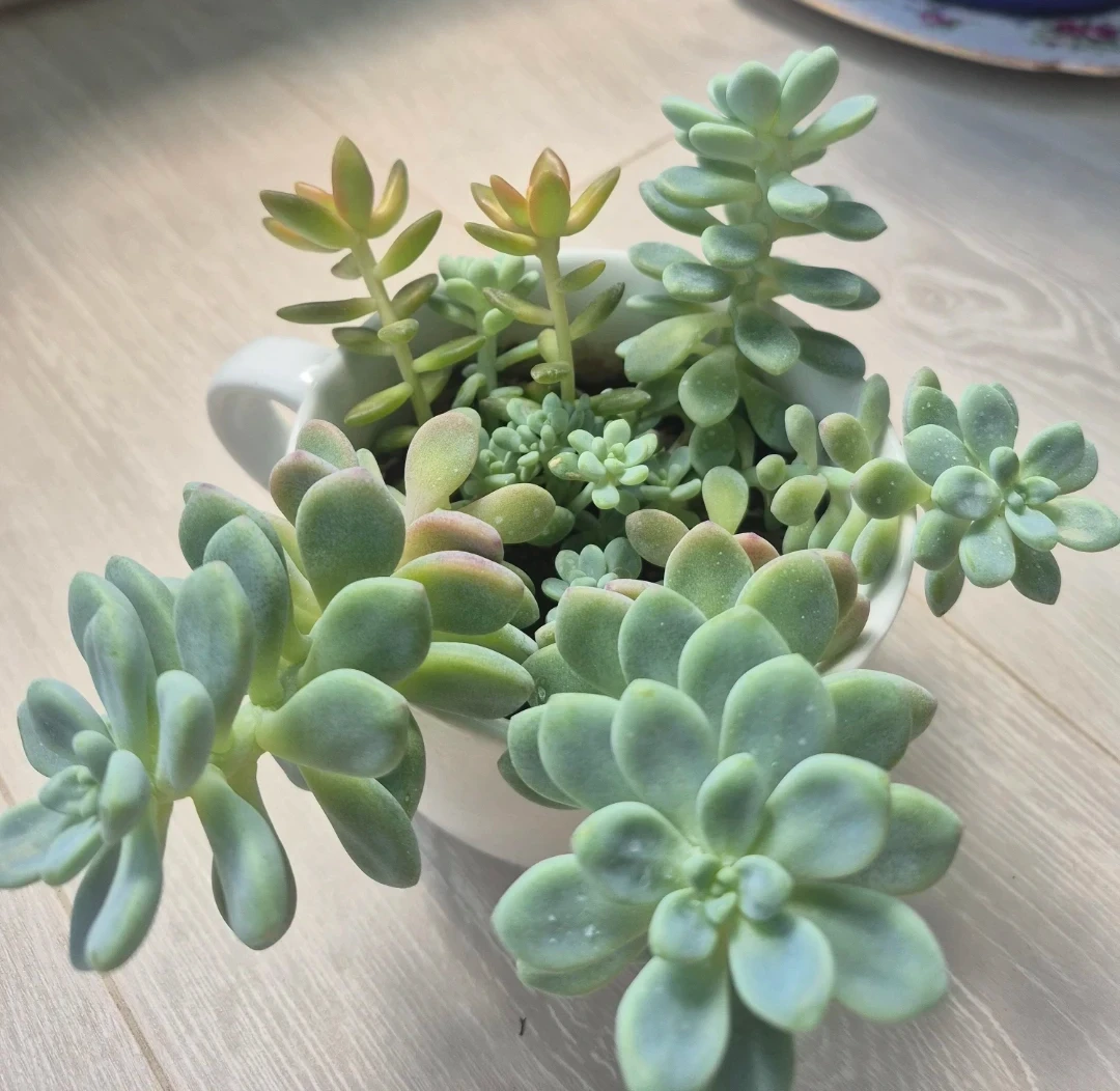 Mixed Succulent Arrangement in White Mug - photo 2