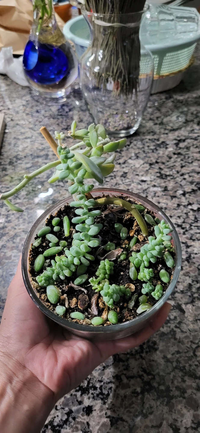 Two types of succulent in a glass container - photo 2