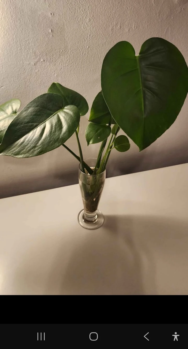 Monstera Deliciosa Plant - Small