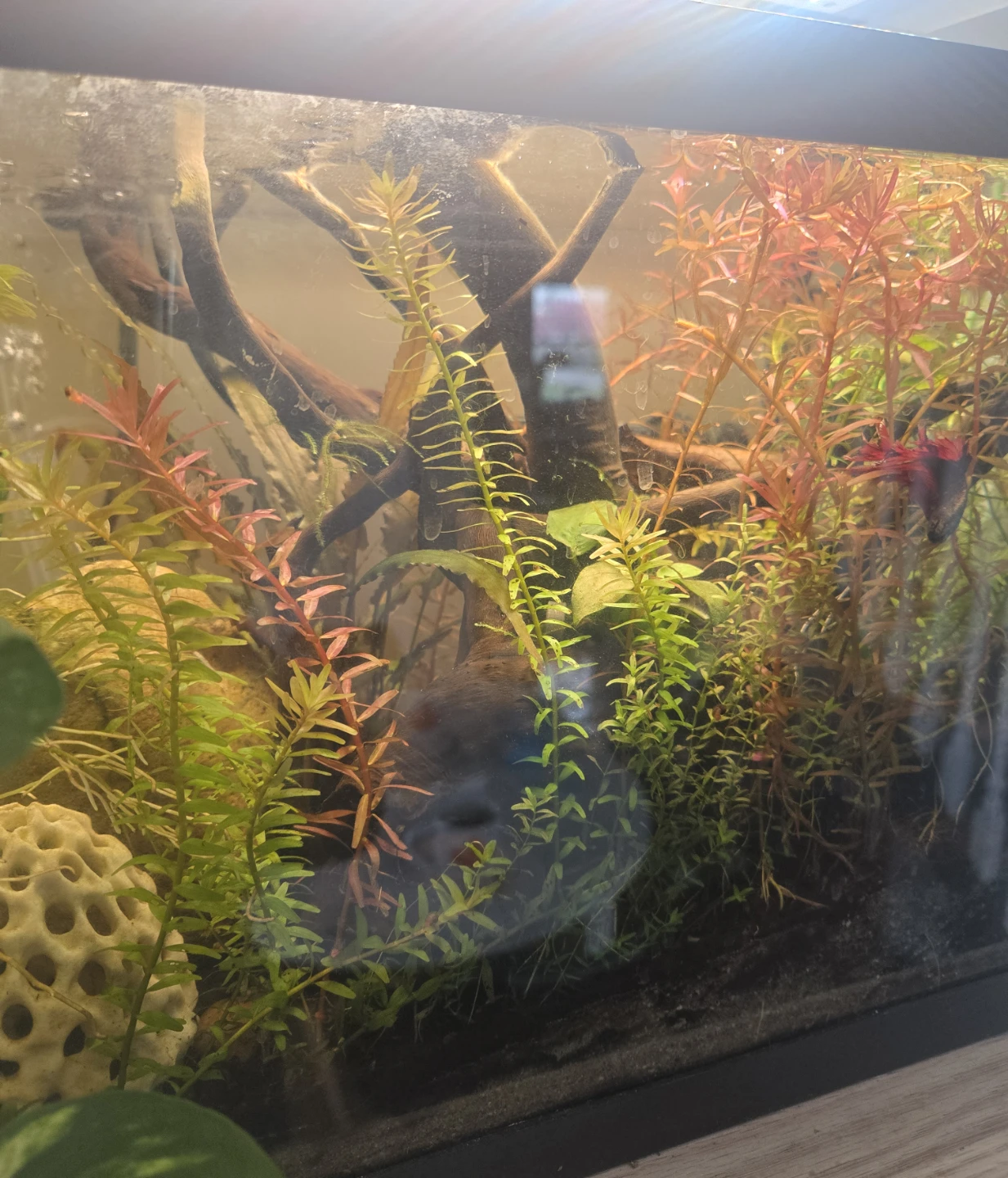 6G Fish tank fully cycled/matured - photo 2
