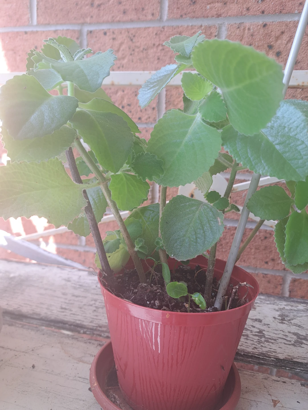 Healthy Potted Katpuravalli (cuban)Plant