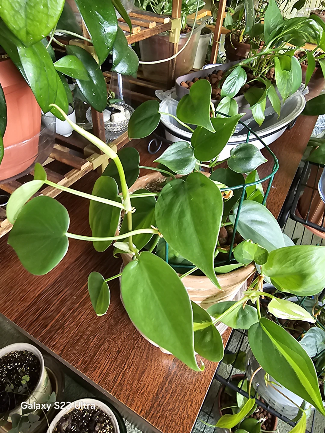 Heartleaf Philodendron Plant