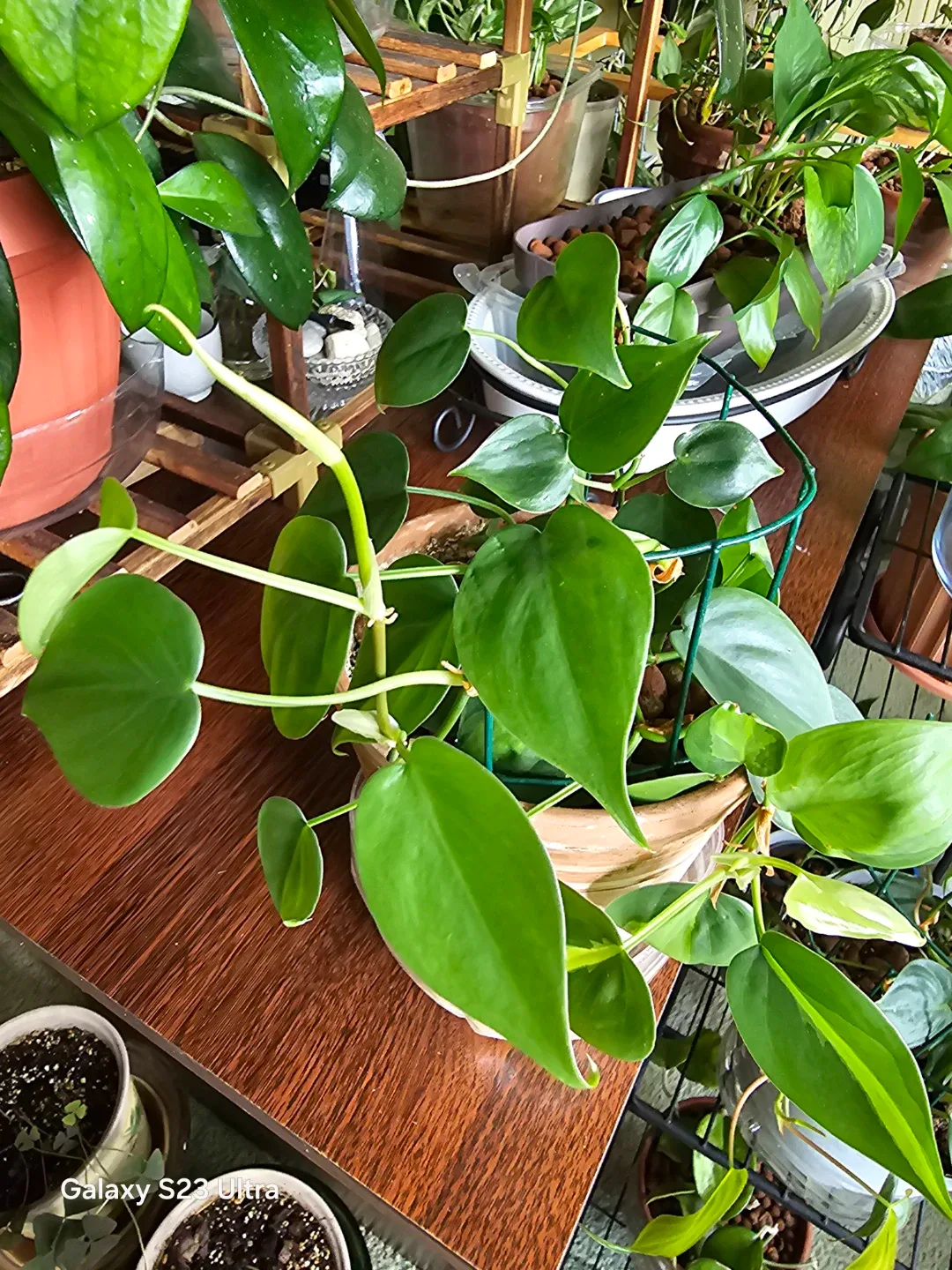 Heartleaf Philodendron Plant