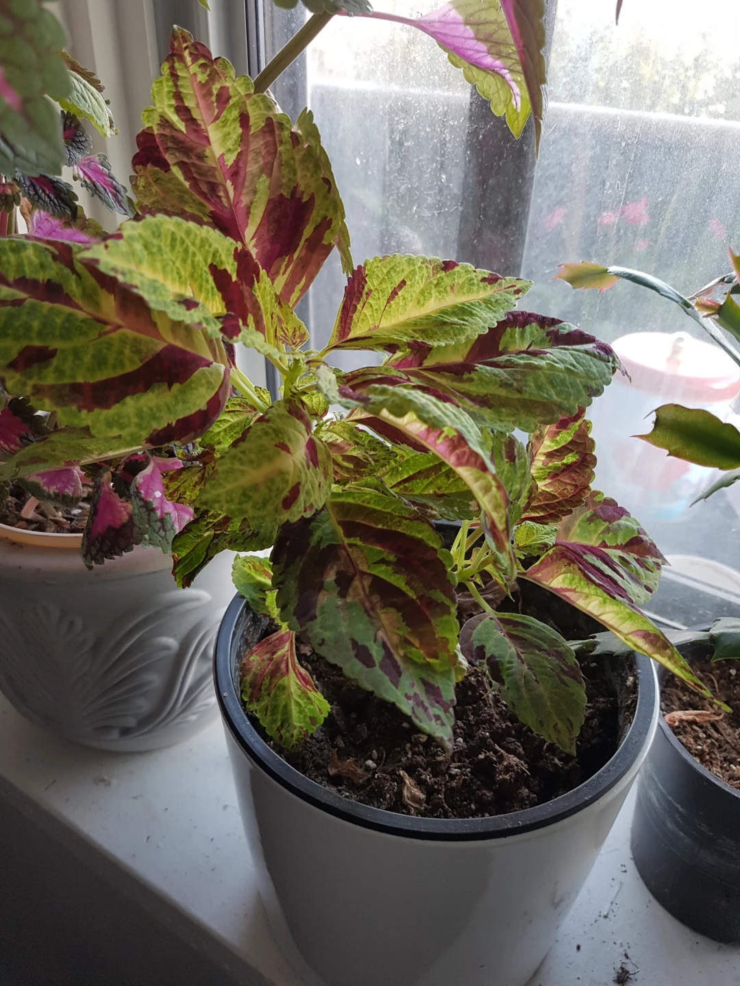 Potted Coleus Plant