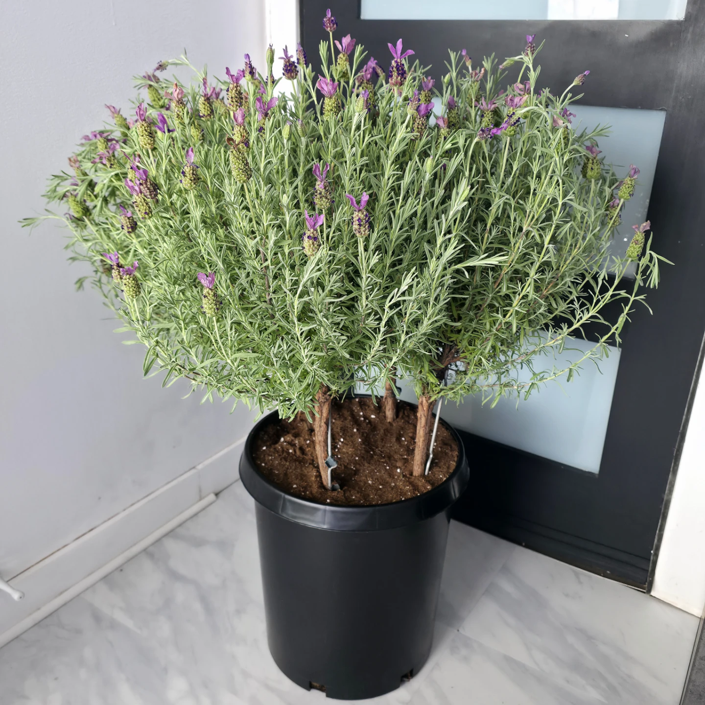 2ft Lavender Tree in a 14" inch planter pot | ✅️ Local Delivery - photo 3