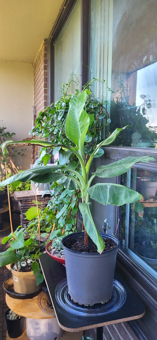 Banana Plant ( please read) - photo 2