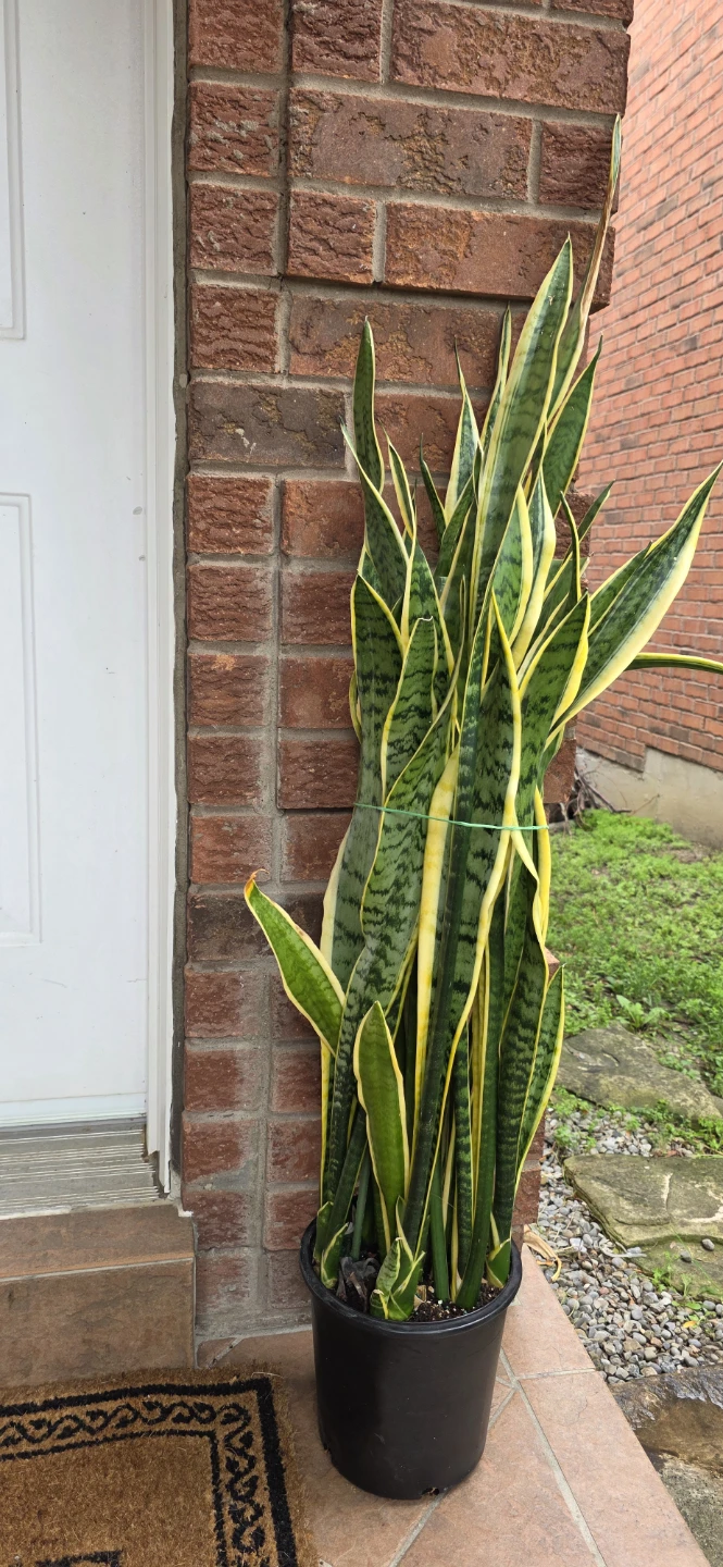 Snake Plant