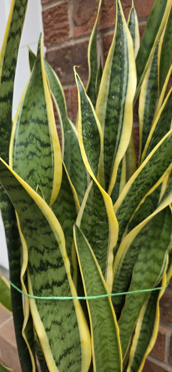 Snake Plant - photo 2