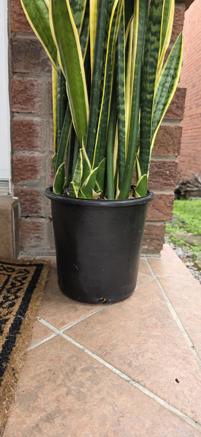 Snake Plant - photo 3