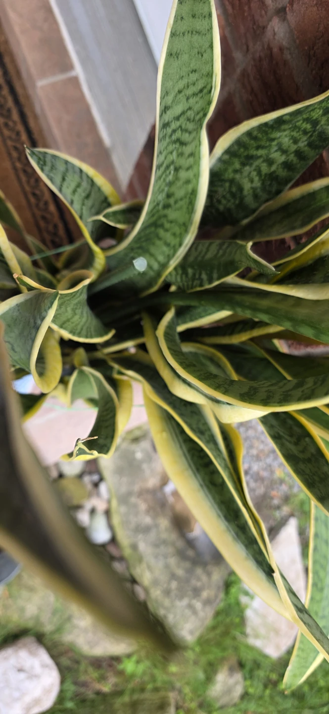 Snake Plant - photo 4