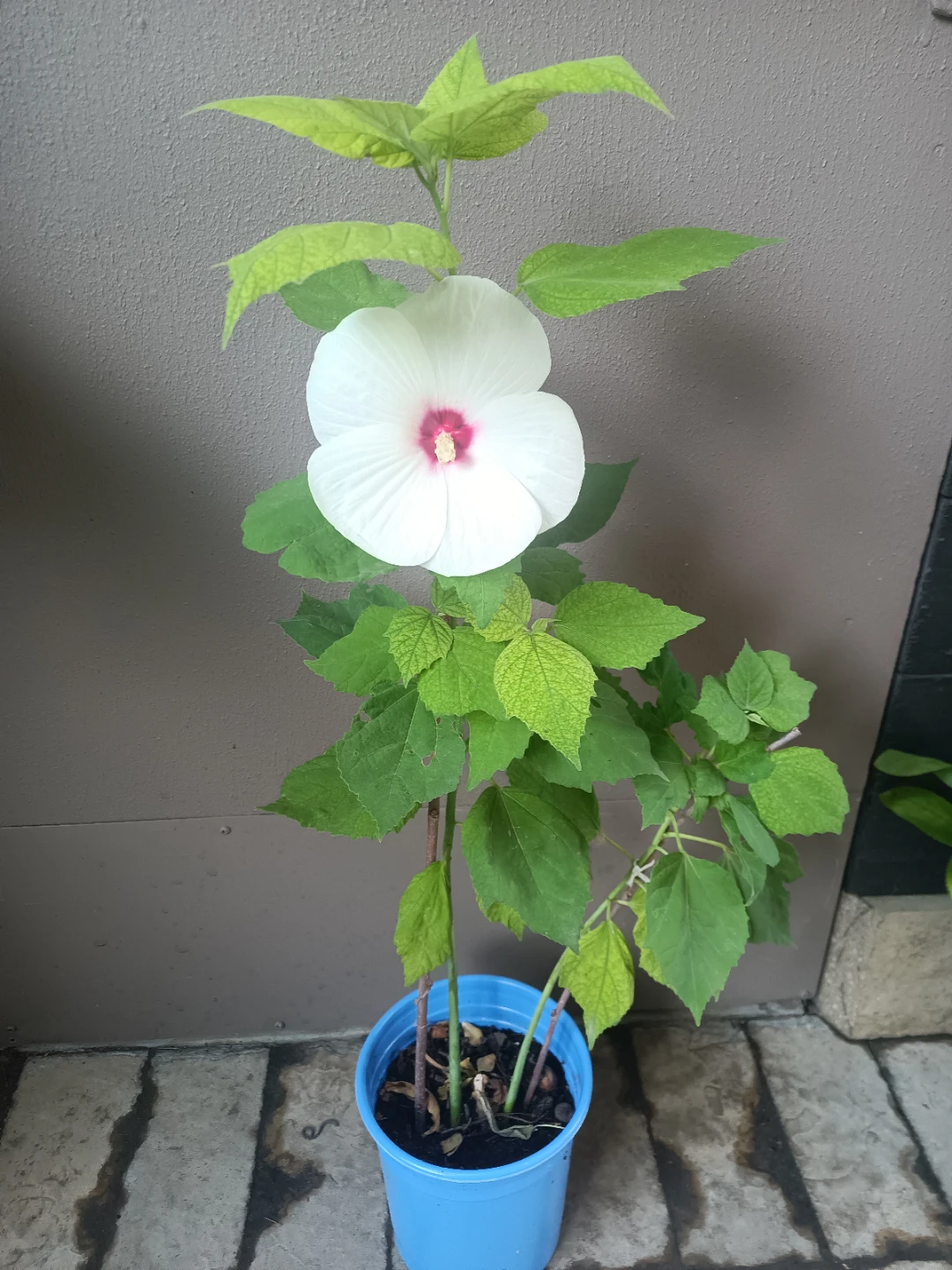 White Hibiscus Plant in Blue Pot - photo 2