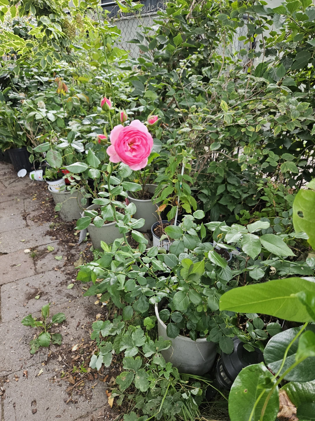 Pomegranate Rose Bush in Pot - photo 2