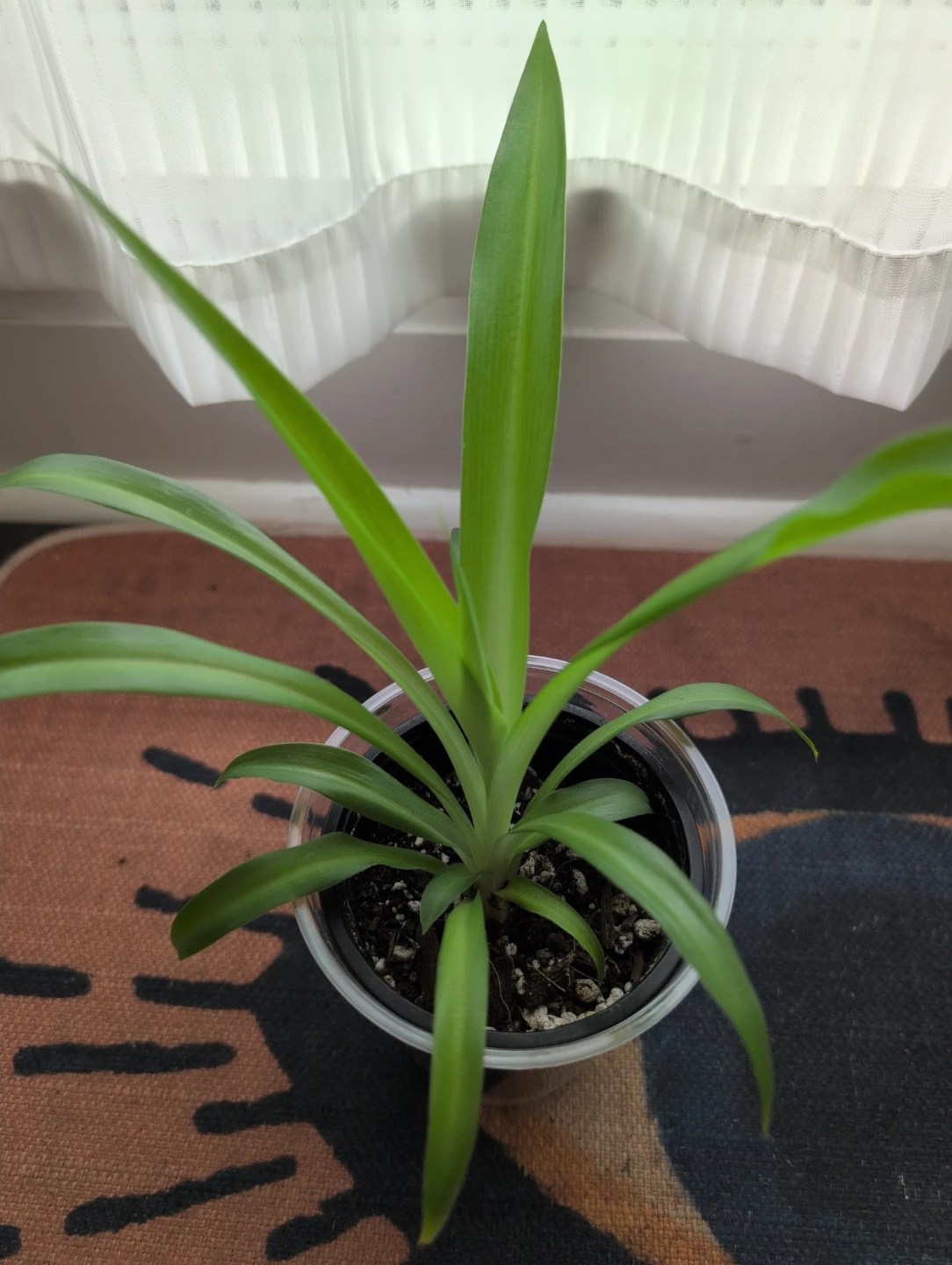 Spider plant seedling