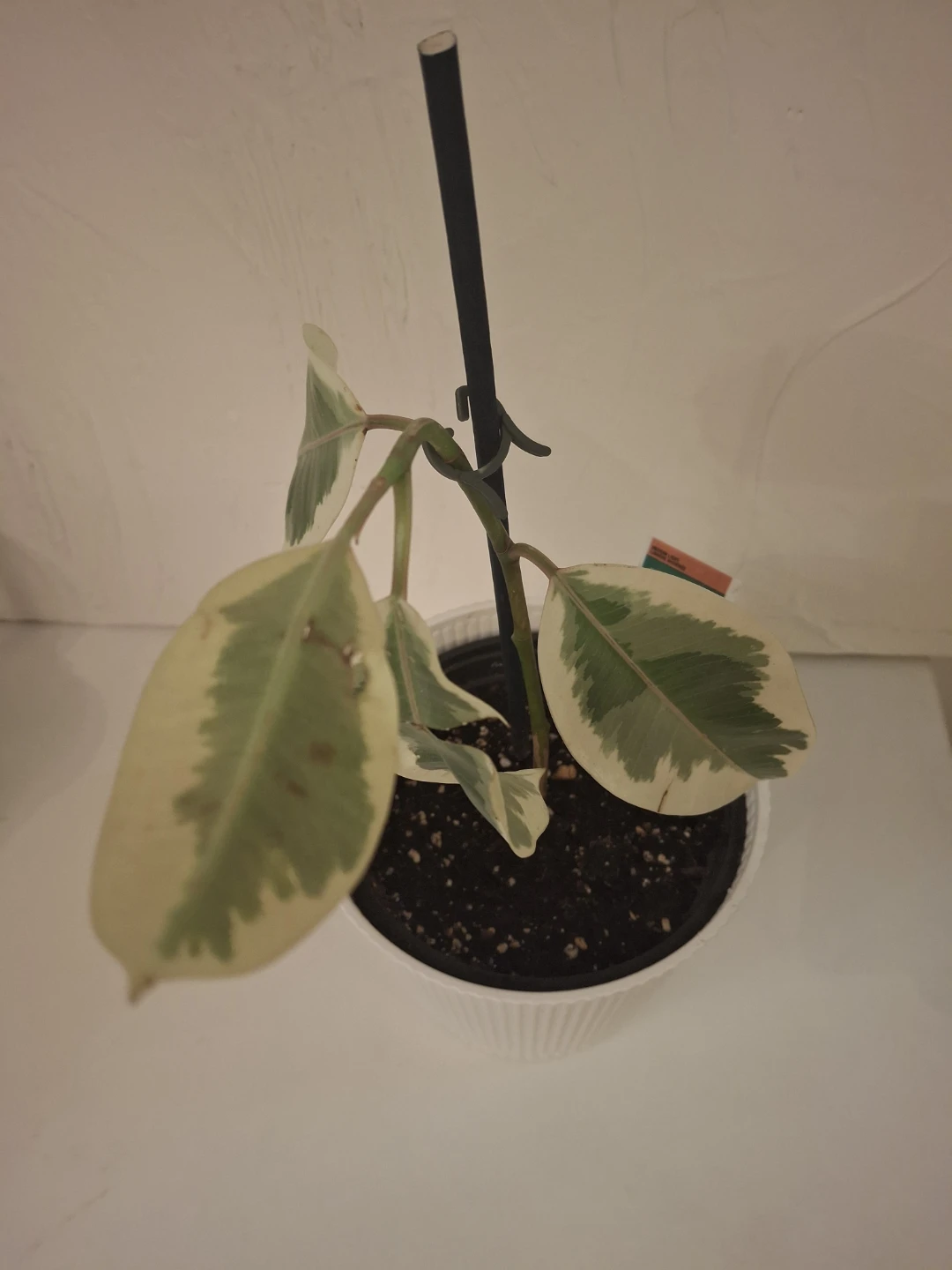 Variegated Rubber Plant in White Pot - photo 4