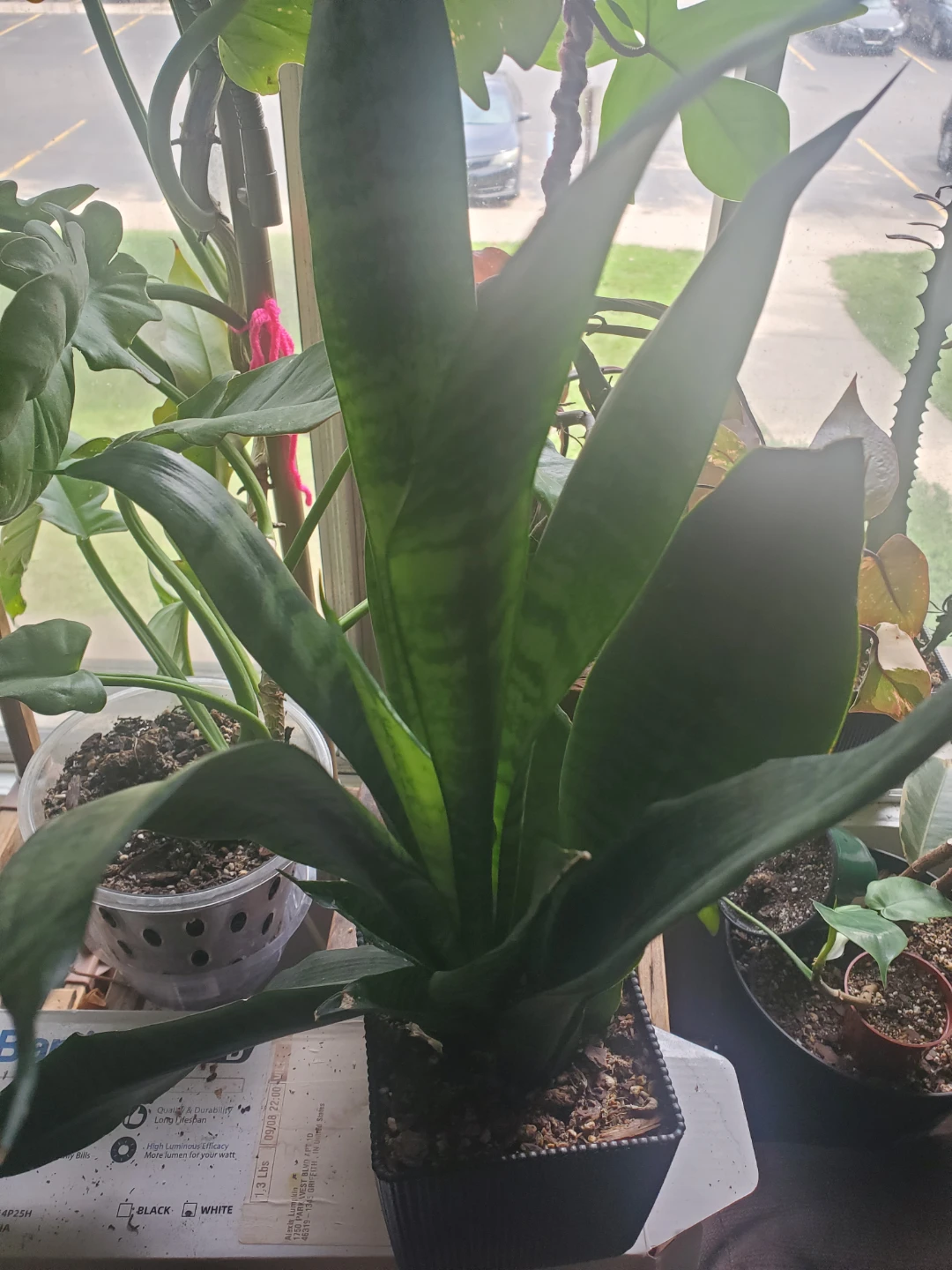Snake Plant