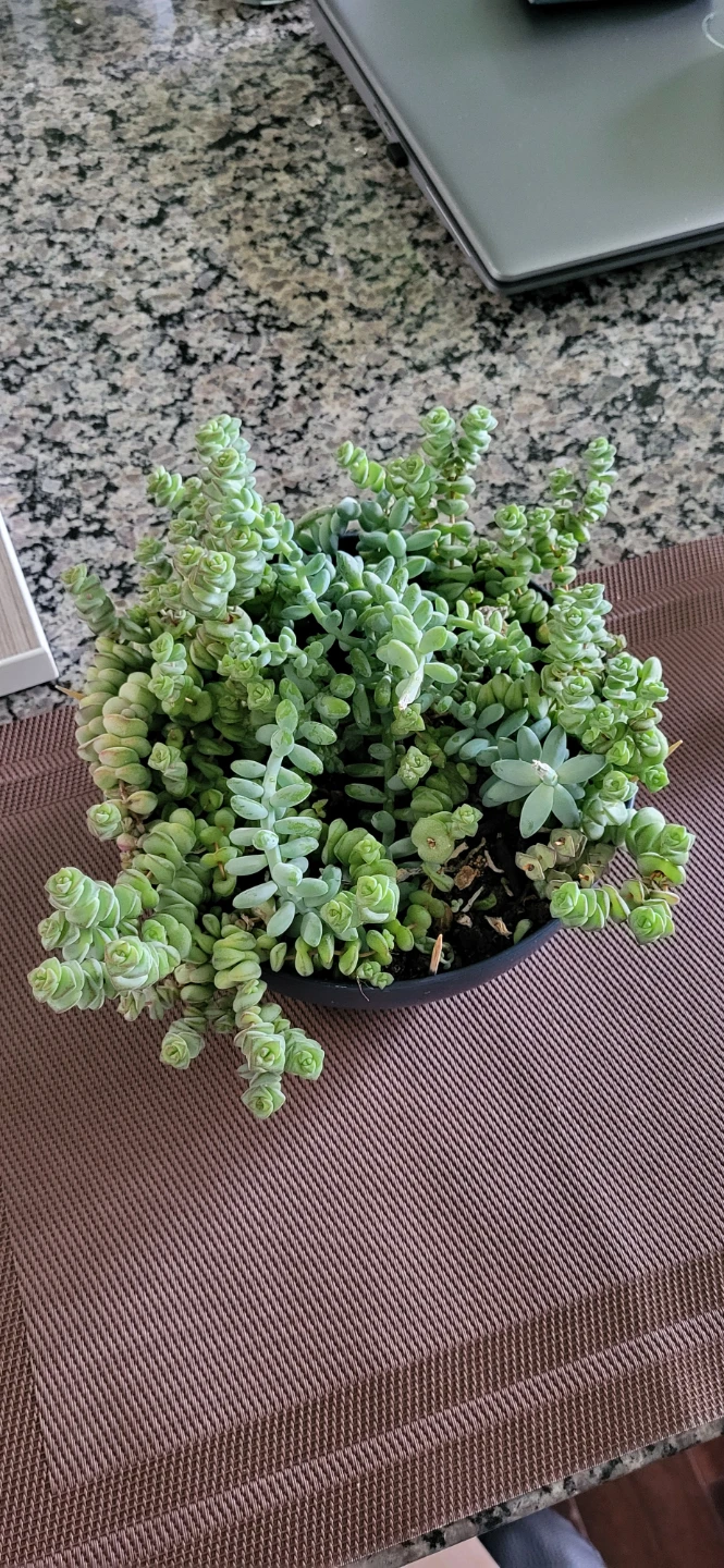 Crassula marinela  & Burro's Tails - photo 2
