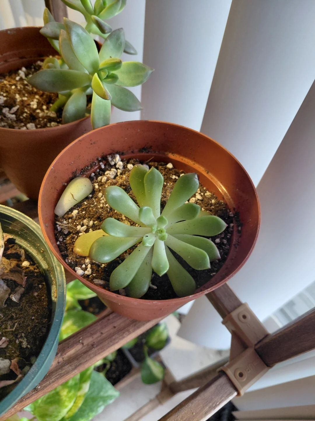 Succulent Plant Bundle