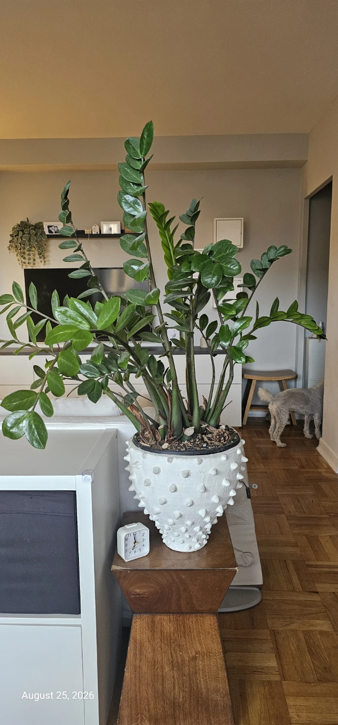 ZZ Plant in Textured Pot