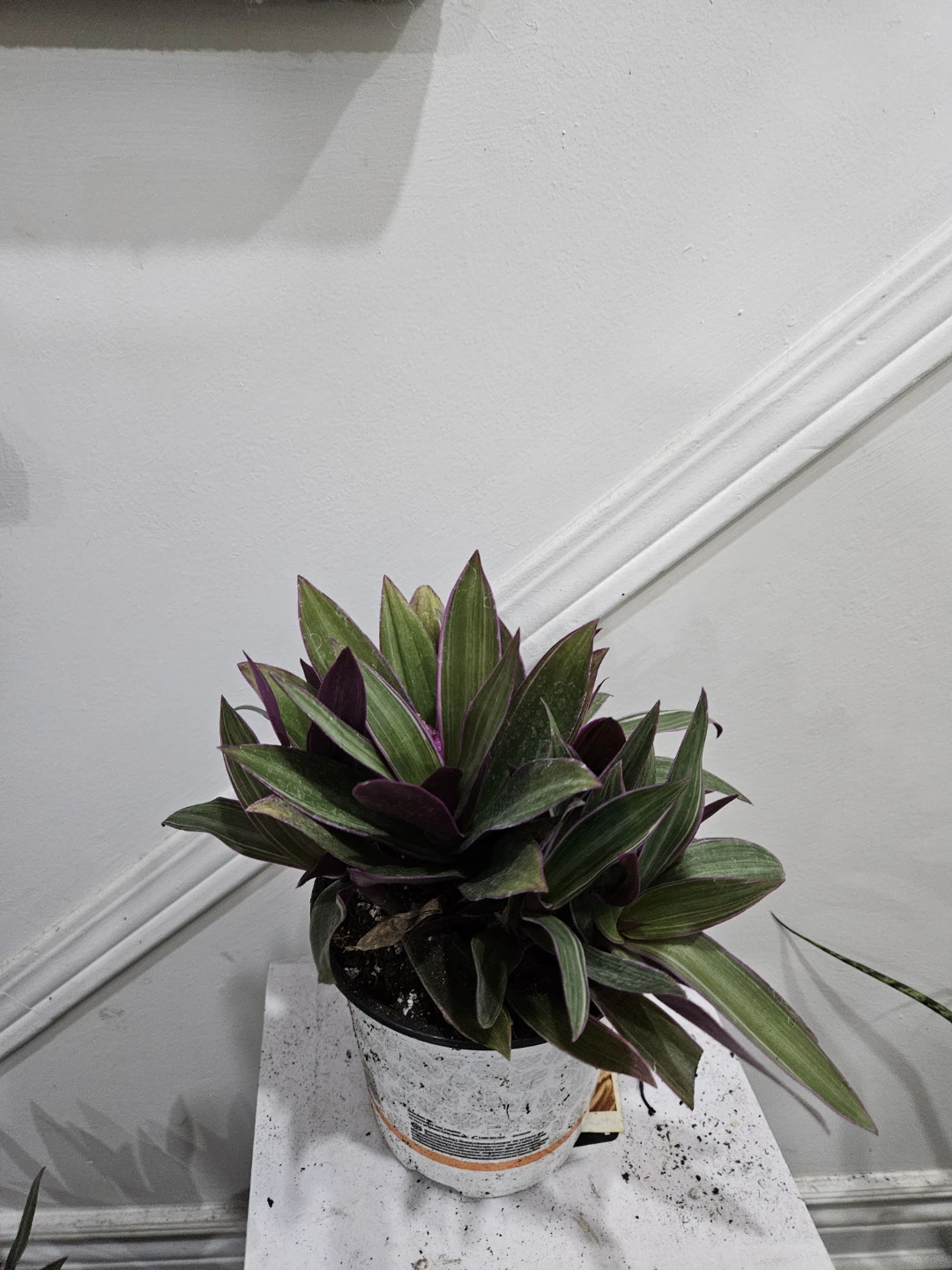 Moses-in-the-Cradle Plant - photo 2