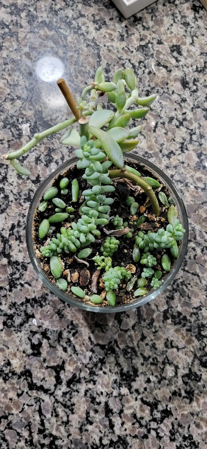 Two types of succulent in a glass container - photo 4