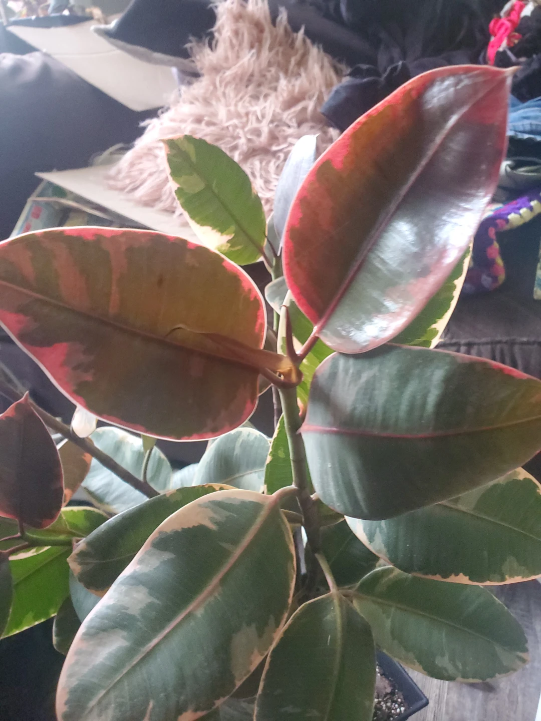 Ficus ruby red Rubber Plant - photo 2
