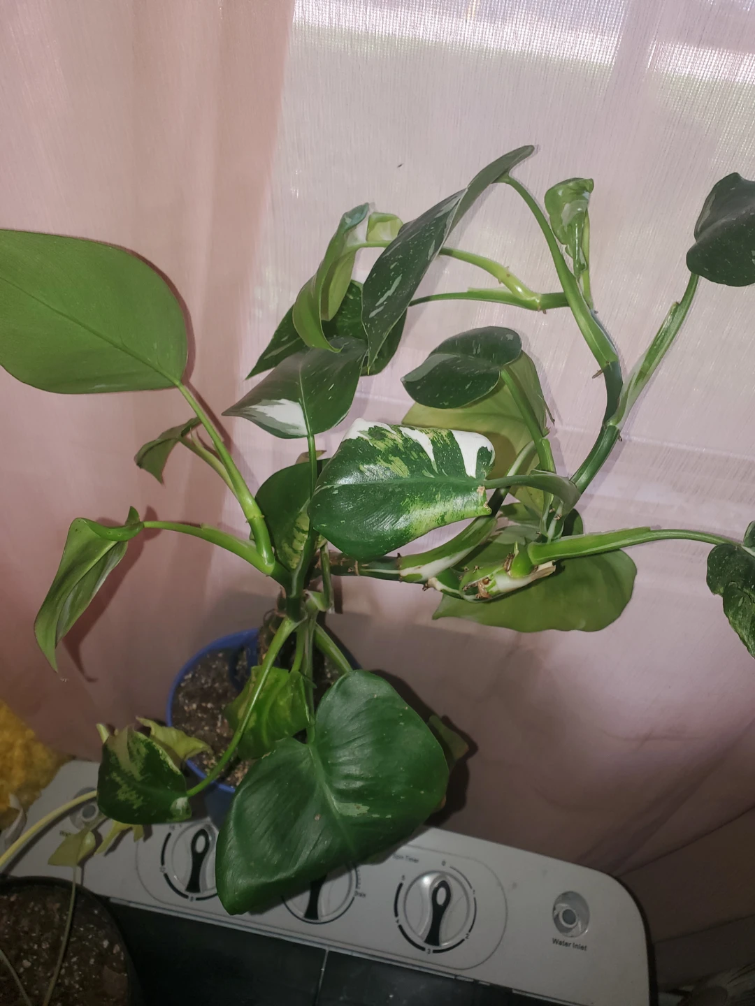 Philodendron white princess - photo 2