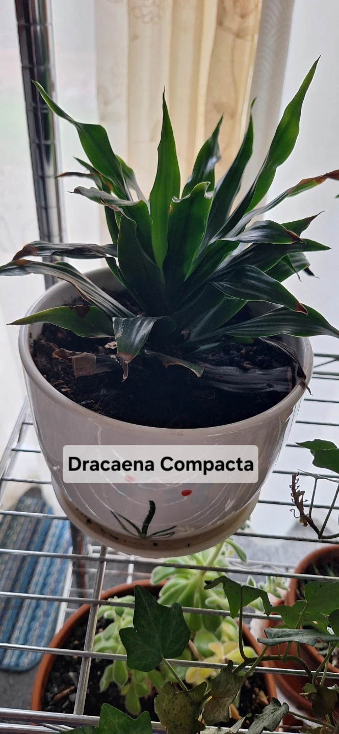 FREE House Plants - photo 3