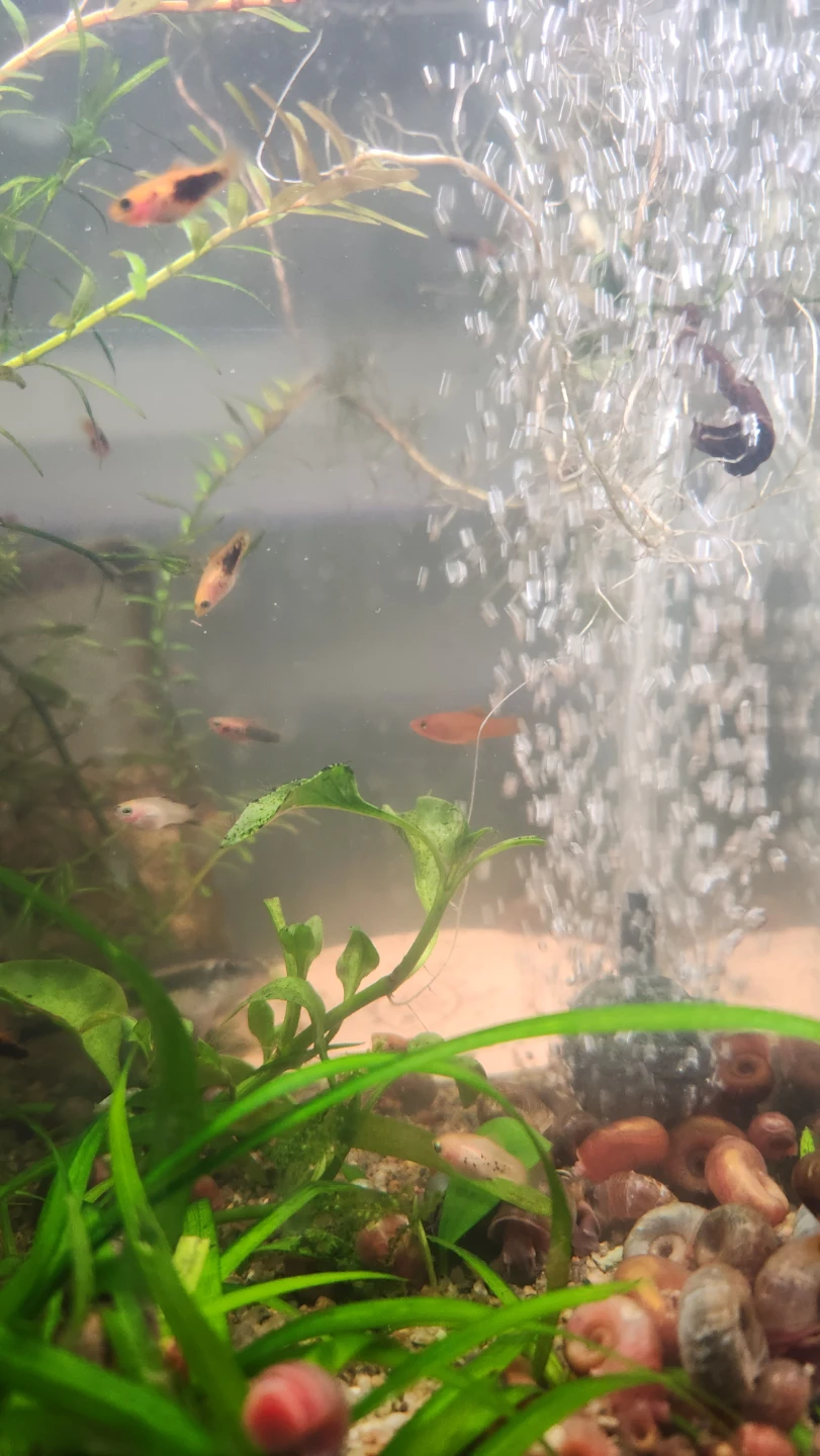 Live Aquarium Fish and Snails