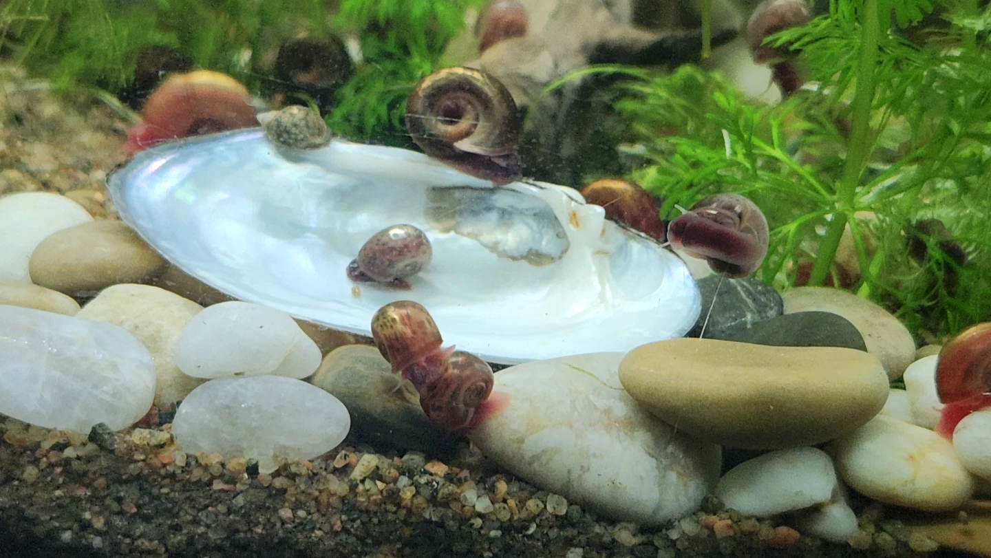 Live Aquarium Fish and Snails - photo 4