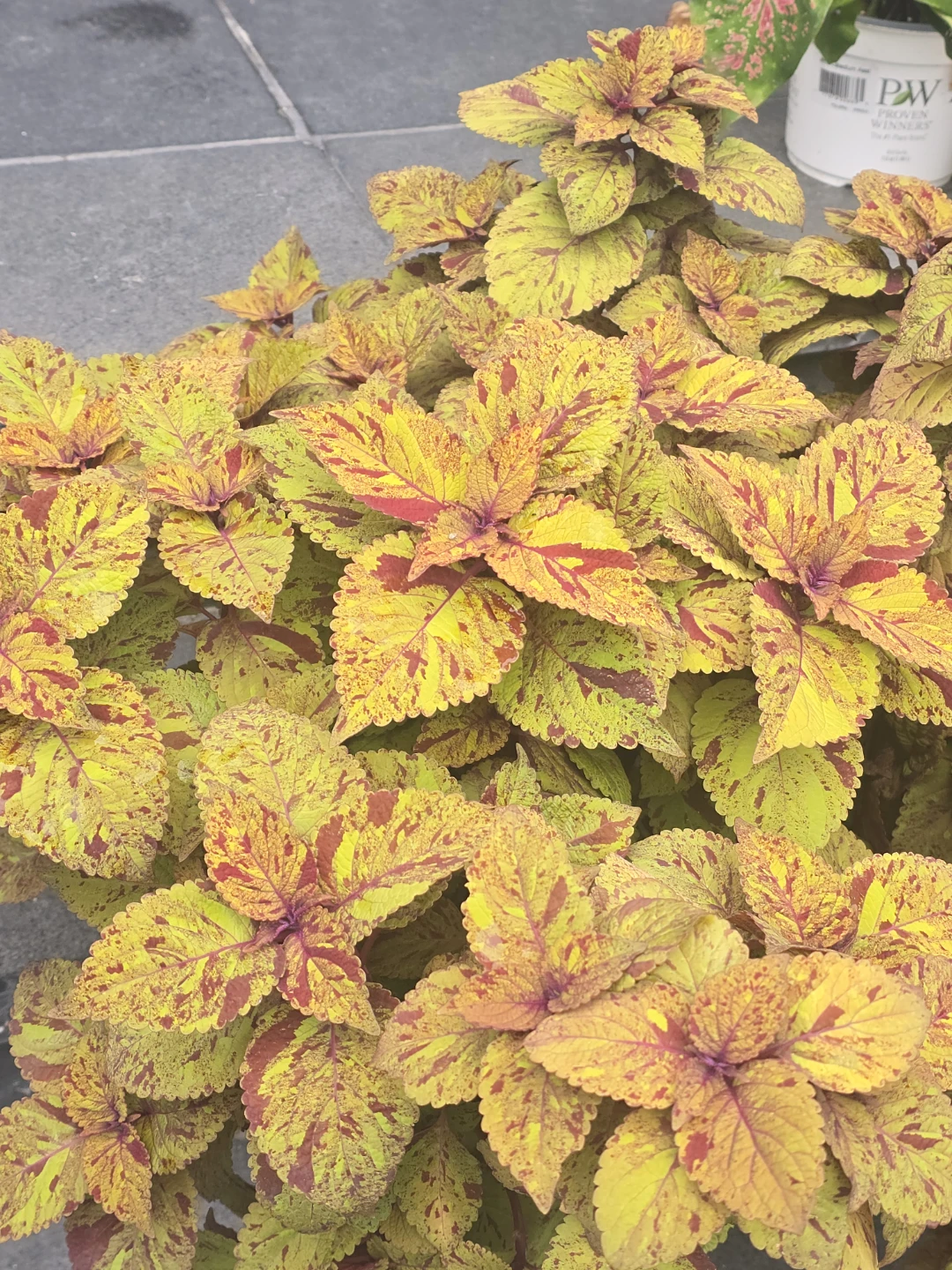 Coleus Planter 10"pot