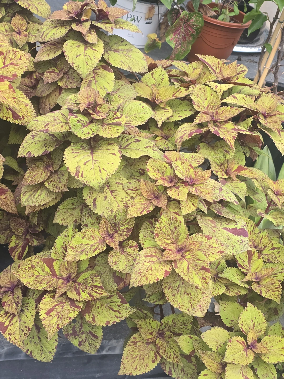 Coleus Planter 10"pot - photo 2
