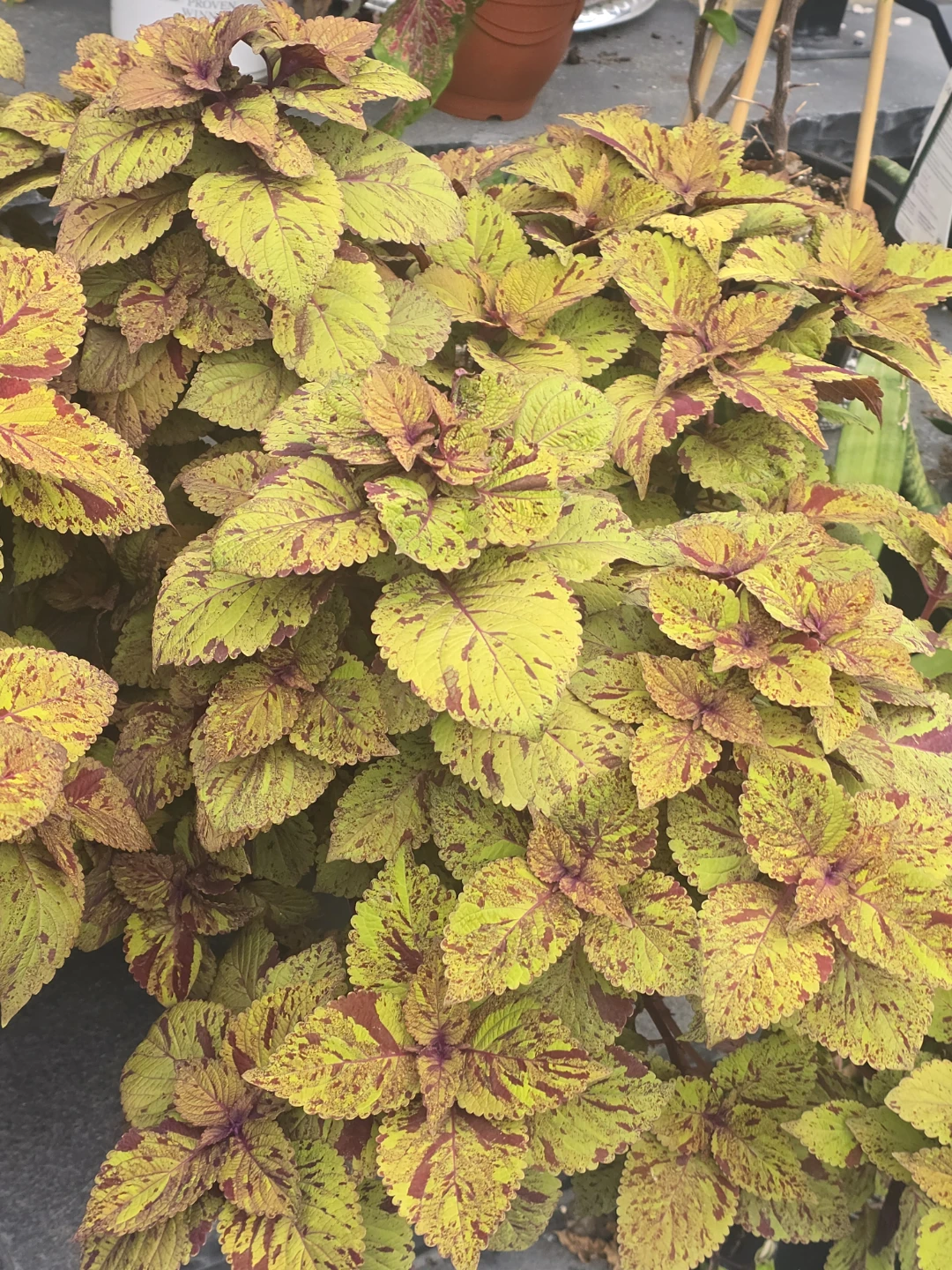 Coleus Planter 10"pot - photo 3