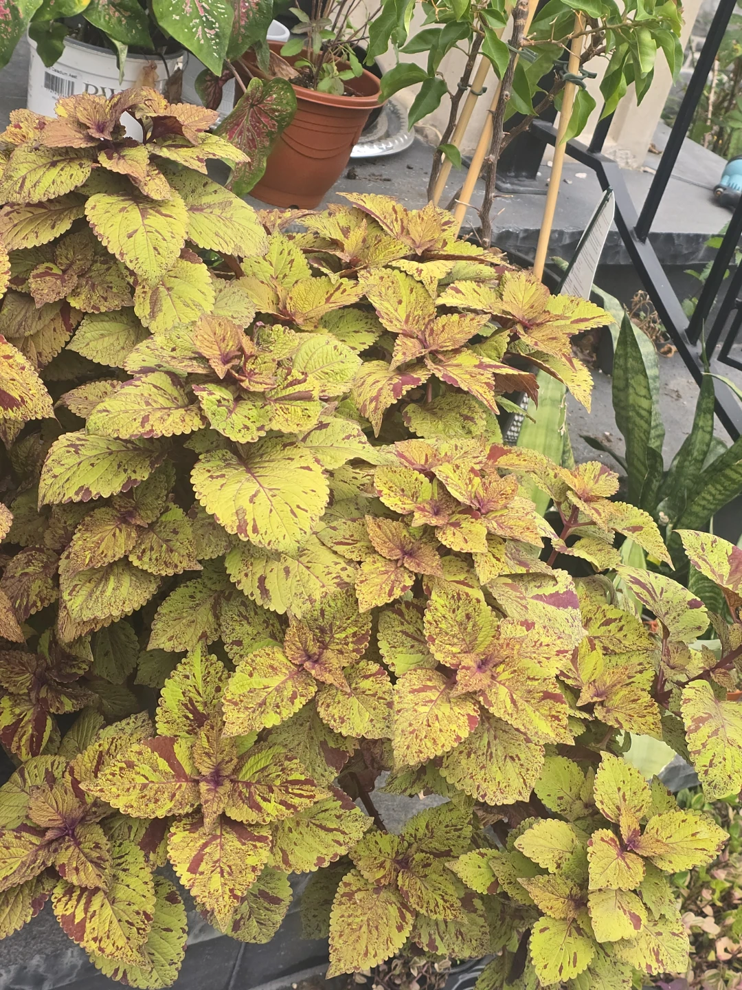 Coleus Planter 10"pot - photo 4